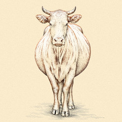 engrave cow illustration