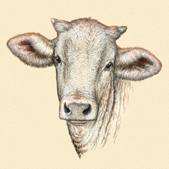 engrave cow illustration