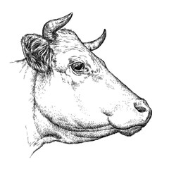 engrave cow illustration
