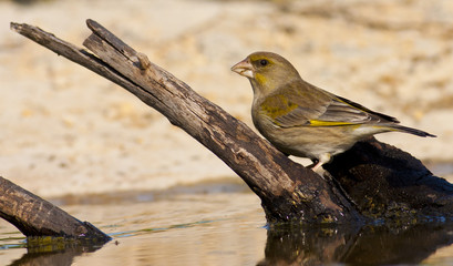 Greenfinch (Carduelis chloris)