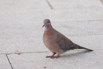 Laughing Dove (Spilopelia senegalensis)