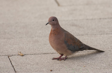 Laughing Dove (Spilopelia senegalensis)