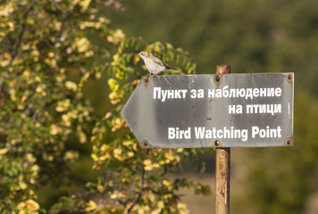 Bird on signboard for Birdwatching point