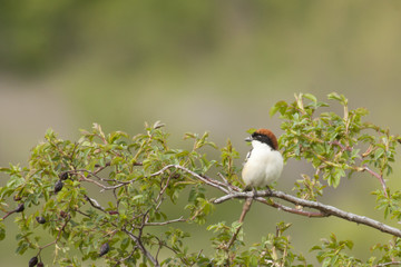 Woodchat Shrike