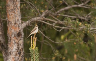 Spotted Flycatcher (Muscicapa striata)