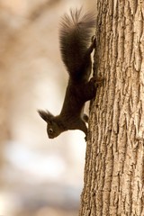 Fototapeta premium Red squirrel (Sciurus vulgaris)