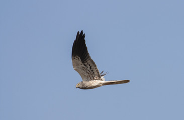 Montagu's harrier (Circus pygargus)