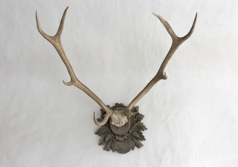 Fototapeta premium Big antlers on a white wall