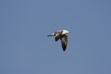 Caspian Gull