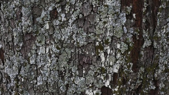Birnenbaum Stamm Rinde