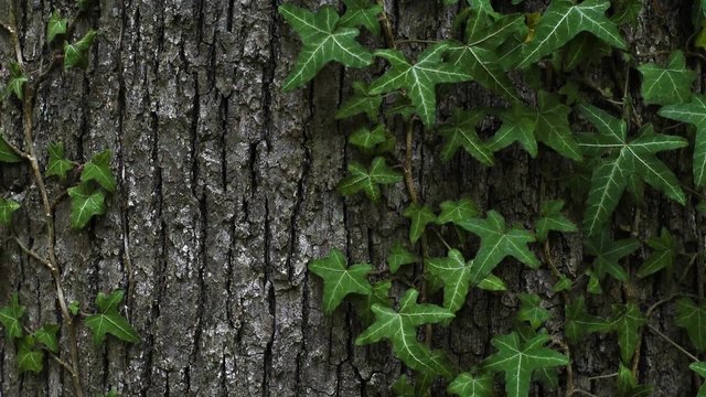 Eiche Rinde Efeu