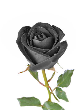Fototapeta Black rose isolated on white background