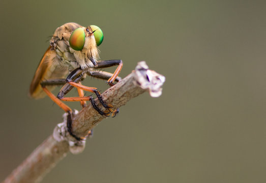 Fly with amazing eyes.