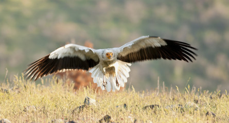Egyptian Vulture (Neophron percnopterus)