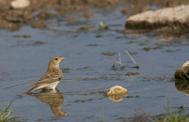 Ortolan Bunting