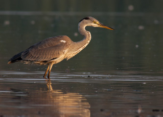 Gray Heron