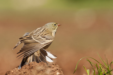Ortolan Bunting