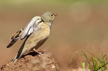 Ortolan Bunting