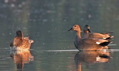 Gadwall
