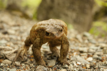 Toad