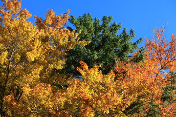 Baumkrone im Herbst