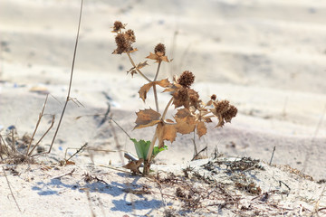 The plant dry flowers in the sand in the sun. Tumbleweed