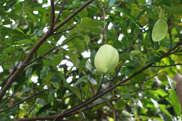 mango in the garden