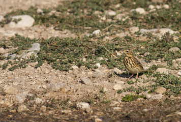 Obraz premium Tree Pippit