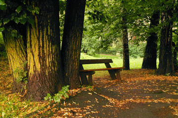 Old wooden bench in autumn park