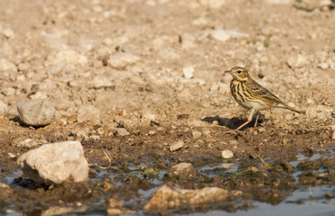 Tree pipit