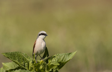 Obraz premium Red-backed Shrike