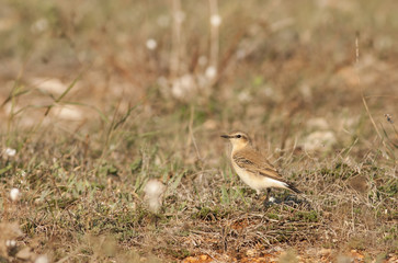 Northern wheatear