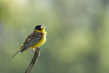 Black-headed Bunting (Emberiza melanocephala)