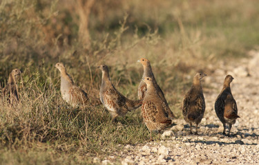 Grey Partridges (Perdix perdix)