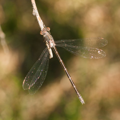 Brown Damselfly  on Twig