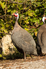 Helmeted Guineafowl
