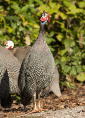 Helmeted Guineafowl
