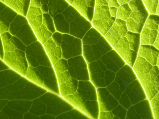 Green leaf texture close up as natural background