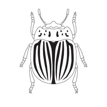 colorado potato beetle. Leptinotarsa decemlineata. Sketch of