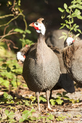 Helmeted Guineafowl