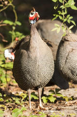Helmeted Guineafowl
