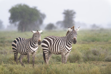 Fototapeta na wymiar Portrait of two free wild zebra under the rain