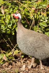 Helmeted Guineafowl