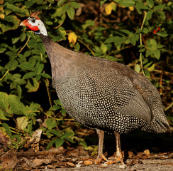 Helmeted Guineafowl
