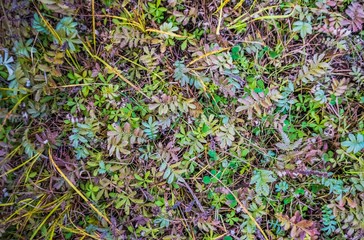 Осенний луг