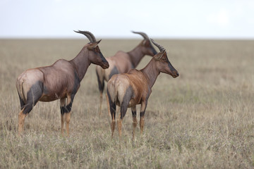Naklejka na ściany i meble Portrait of east african topi antelope