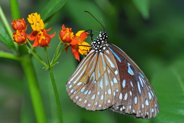 Exotischer Schmetterling