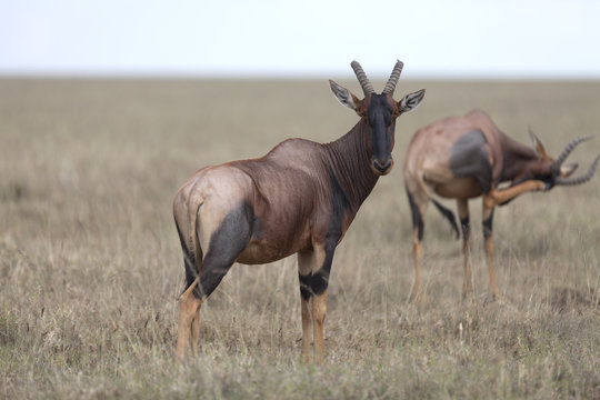 Portrait of east african topi antelope
