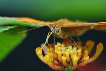 exotischer Schmetterling
