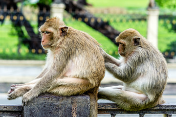 Monkey social skill, Lopburi Thailand.